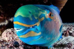 Parrotfish at night by Pietro Cremone 